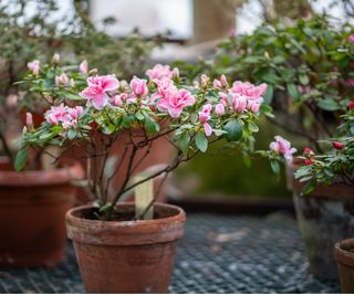 Azalea shrub in terracotta pot