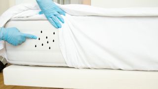 Image shows a person in blue disposable gloves pointing to bed bugs on a mattress