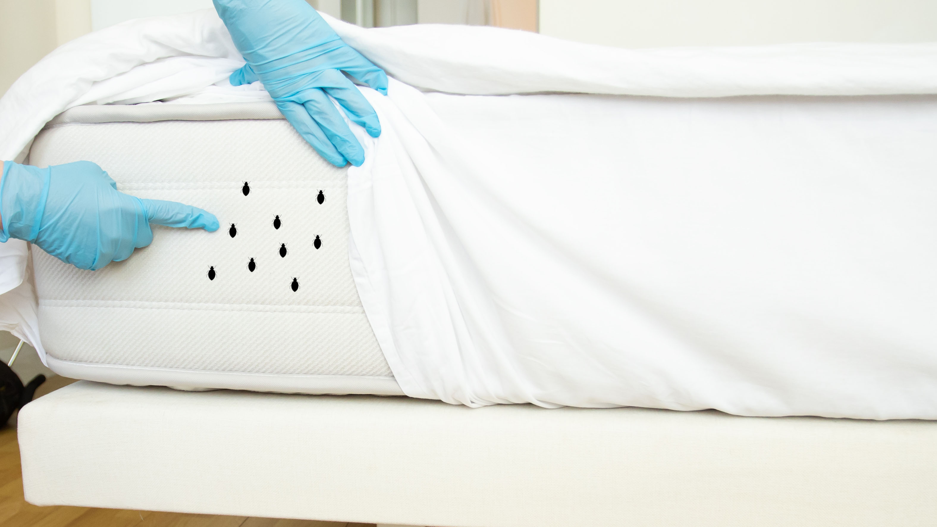 Das Bild zeigt eine Person in blauen Einweghandschuhen, die auf Bettwanzen auf einer Matratze zeigt