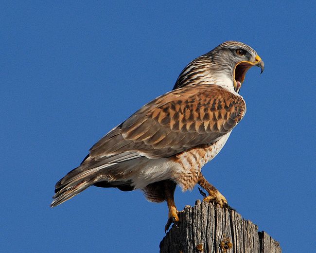 Ferruginous Hawk