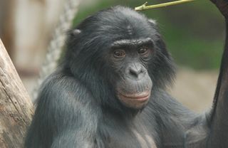 Bonobo Jasongo at Leipzig Zoo has a hunch about what you’re thinking.
