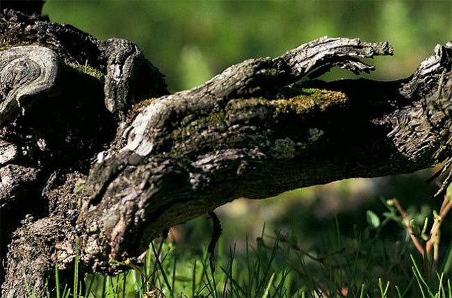 Old vines at Ch&amp;acirc;teau Haut-Bailly in Bordeaux