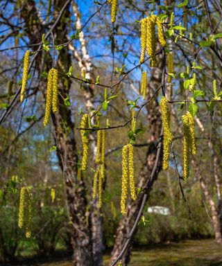Yellow catkins on river birch tree