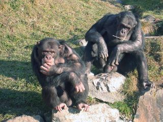 Two chimpanzee arbiters named Digit (left) and Cess (right).