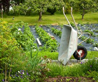 an organic vegetable garden