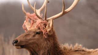 Elk with twine tangled on antlers