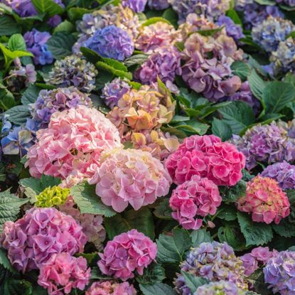 Different colored mophead hydrangea flowers