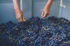 southern hemisphere syrah