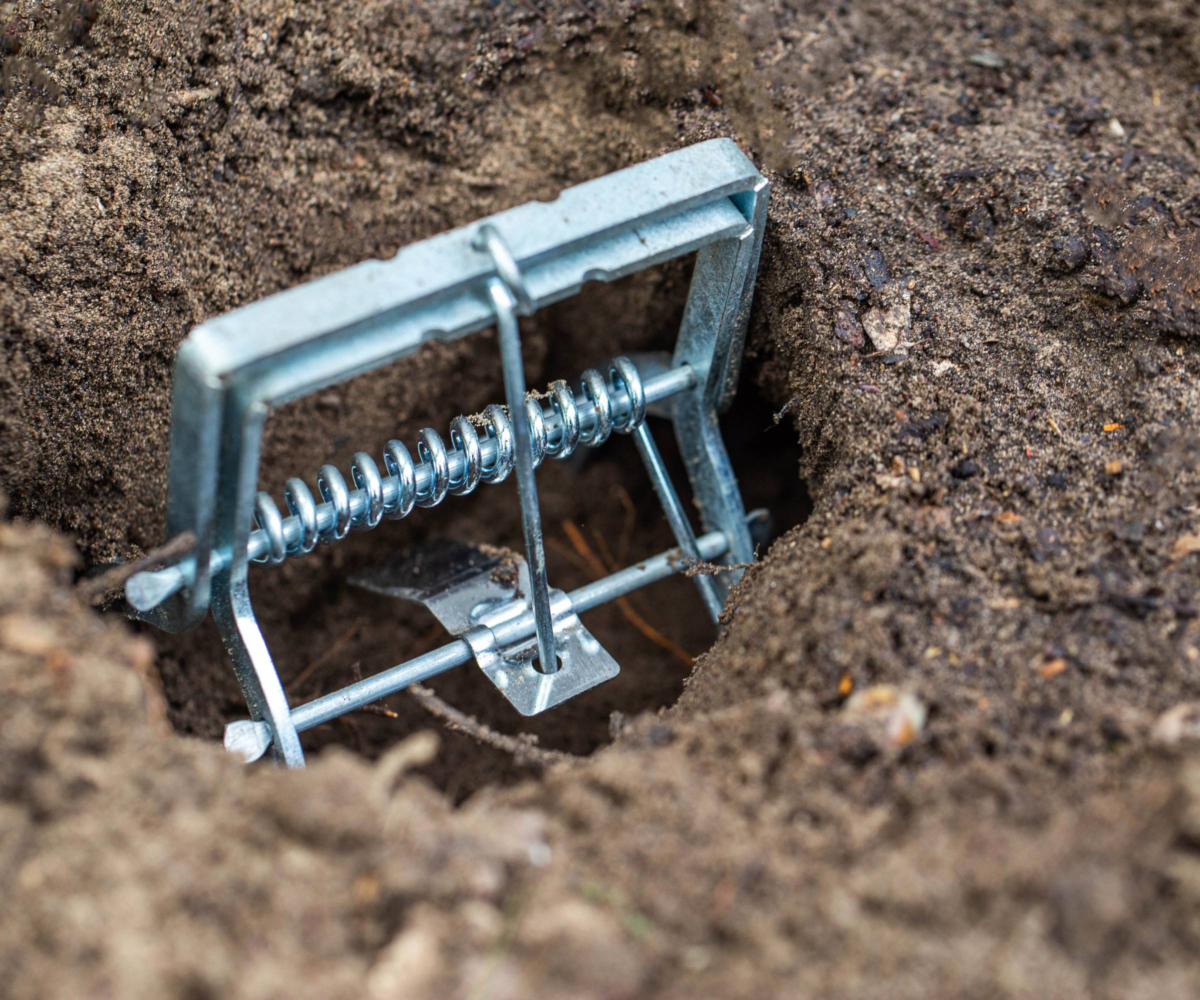 A mole trap