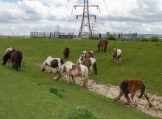 Alana_Chapman_day_080513-23.jpg