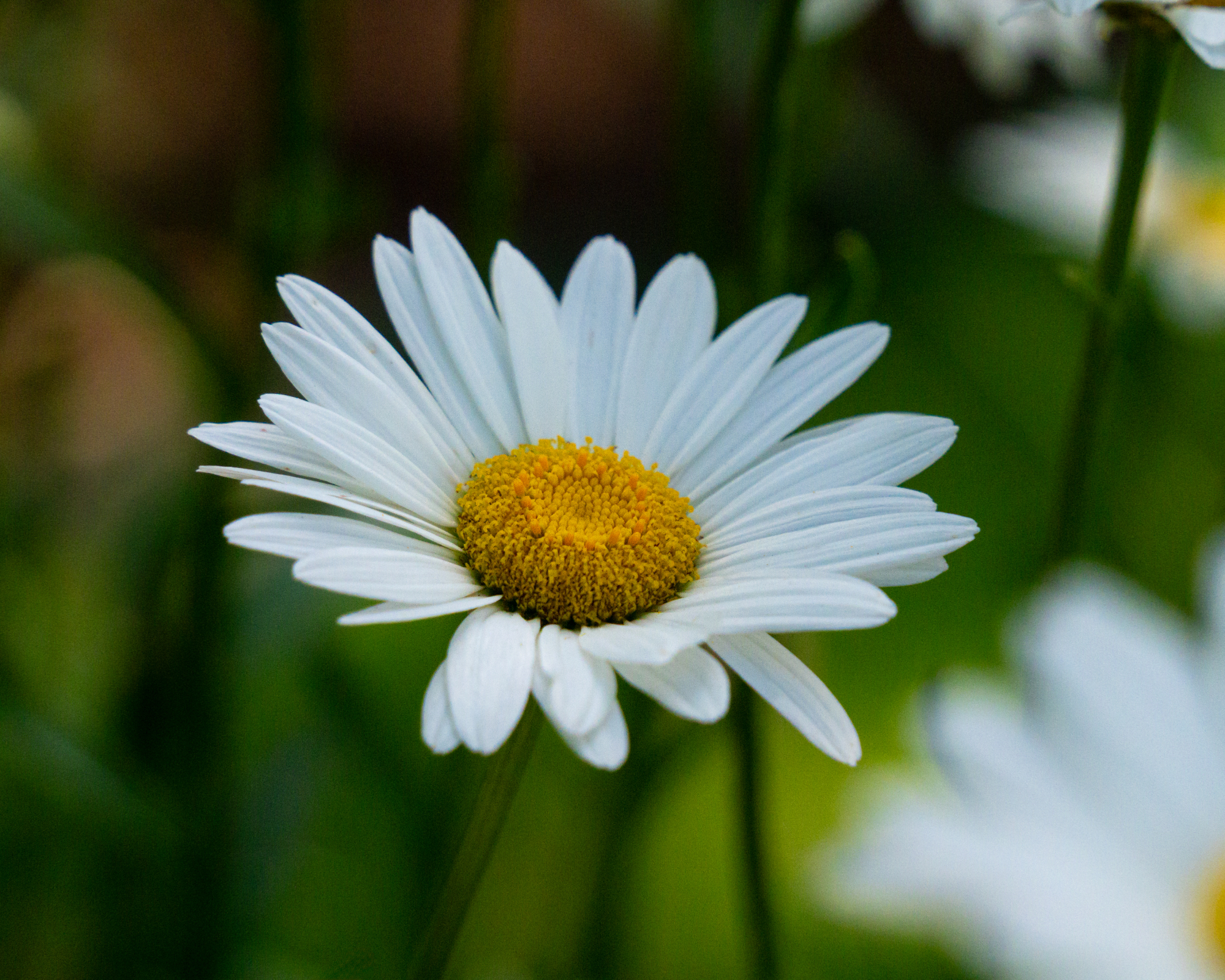 Shasta daisy flower