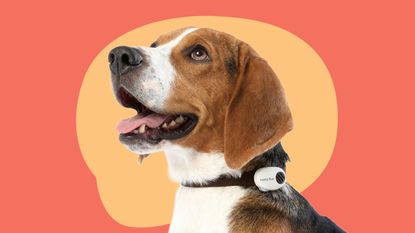 Pettichat: 'The First Real-Time Pet Translator'