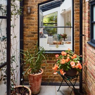 garden side return with view into house, climbing plant on side, plant pots, camellia on a chair