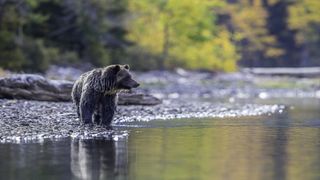 Bear in British Columbia