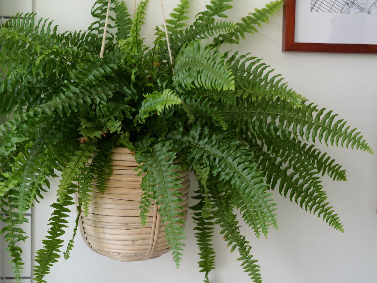 Close up photo of a boston fern plant