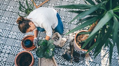 Woman cleaning plant pots and replanting house plants