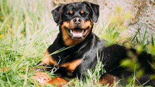 Rottweiler