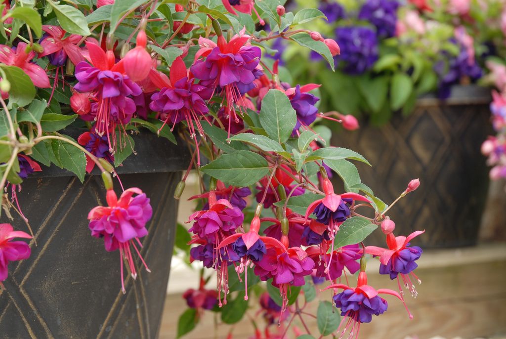 How To Grow Fuchsias: Make Them The Centrepiece Of Your Borders, Pots ...