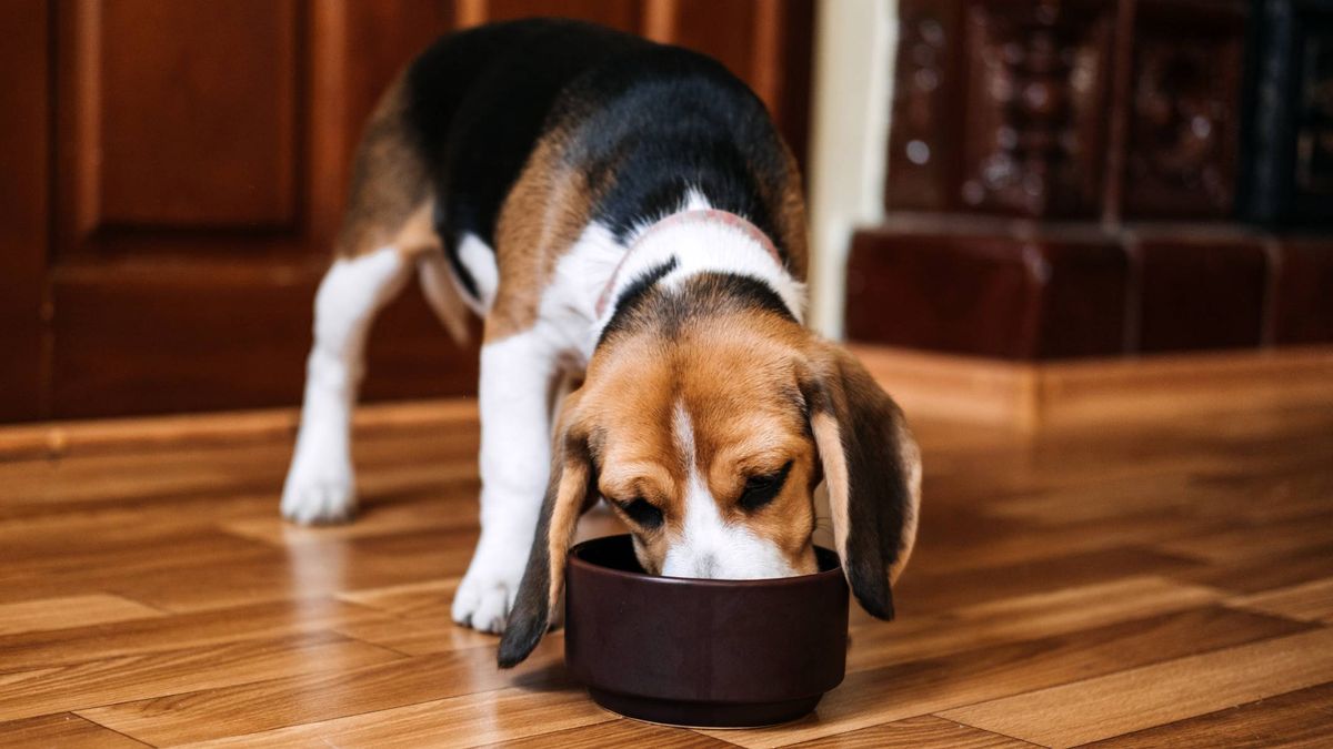 A beagle with a bowl of food