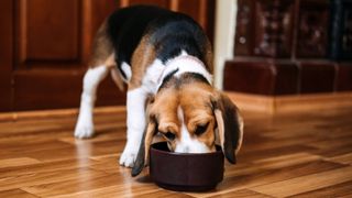 A Beagle eating dog food from a bowl
