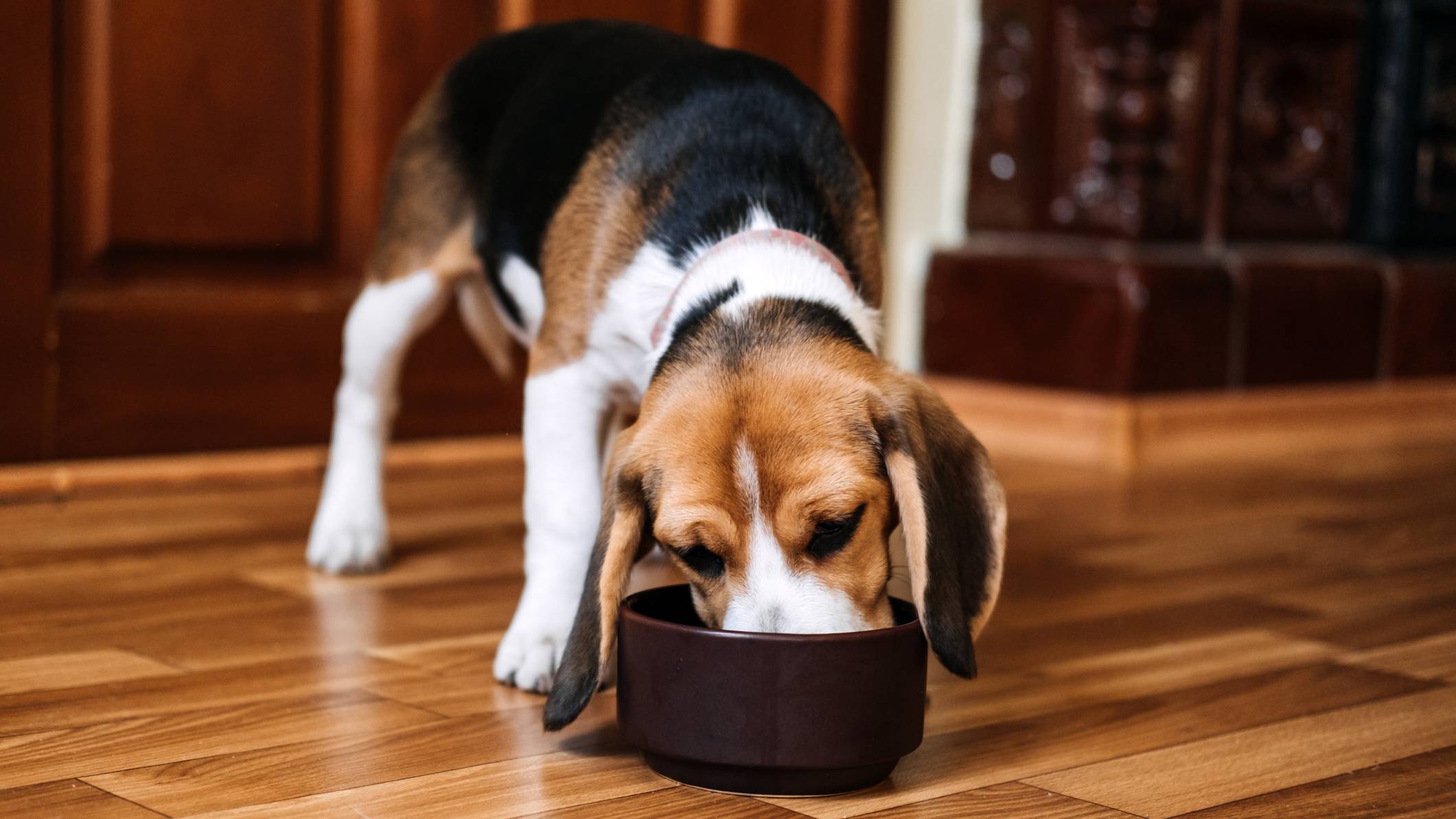 why-is-my-dog-always-hungry-vet-s-guide-to-increased-appetite-in-dogs