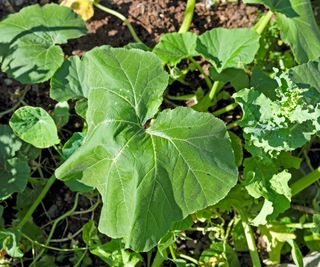 Squash plant with wilting leaves