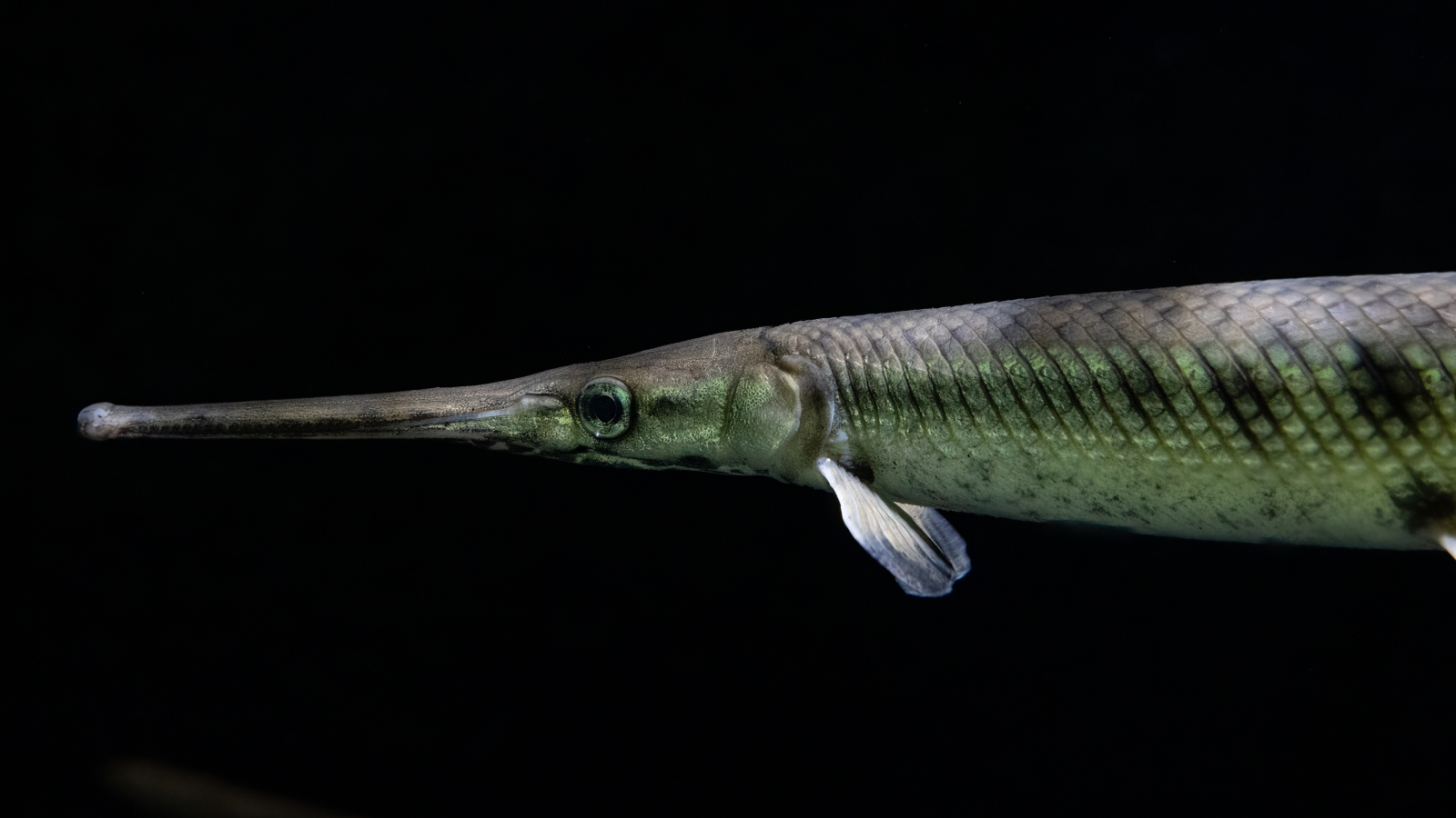 long nose gar fish swimming in a fish tank gets a close up.