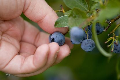 Person Harvesting Blueberries