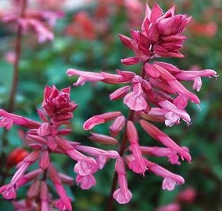 Salvia Pink Majesty Starter Plant