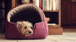 Dog in cosy bed