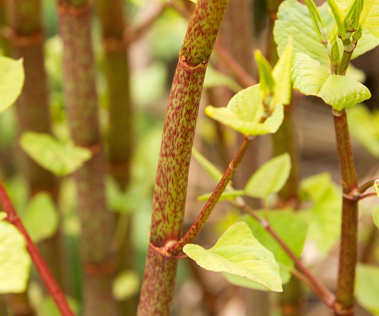 How to get rid of Japanese knotweed: experts share advice | Homes and ...