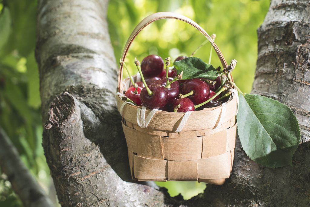 How to plant cherry trees Homes & Gardens