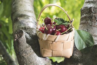Cherries in basket on tree