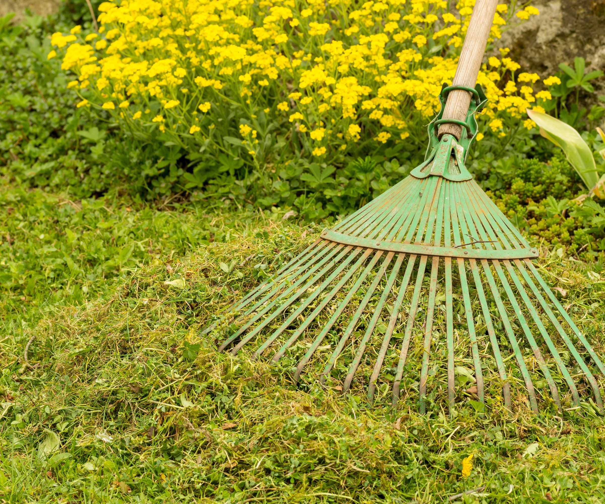 Raking lawn, grass thatch