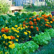 marigolds and lettuces/greens growing together in garden 