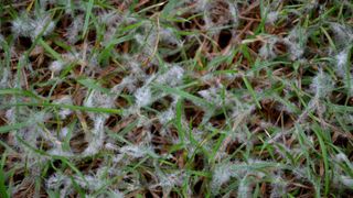 Snow mold on the lawn in a garden