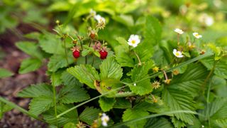 close up of wild strawberry plant used in a garden border
