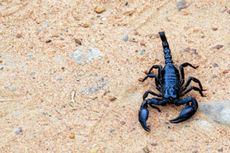 scorpion, toxin, evolution, mutation