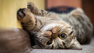 cat on its back on the carpet