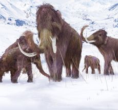 The wooly mammoth's extinction was most likely caused by inbreeding