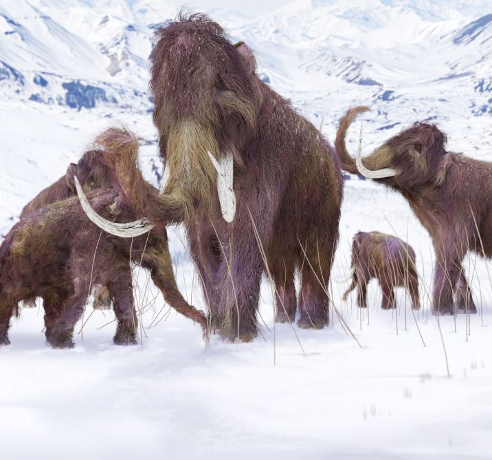 The wooly mammoth&amp;#039;s extinction was most likely caused by inbreeding