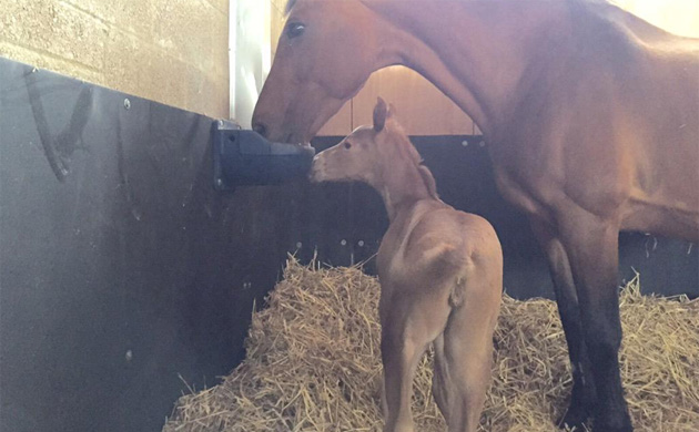 Quintyfoal1