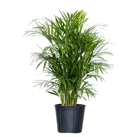 United Nursery Areca Palm Live Plant, 28–34 In. Tall, Tropical Indoor Plant, 10-Inch Grower Pot