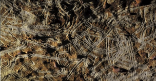 Ancient peoples dragged their fingers through the soft stone on cave walls to create these "fluting" marks.