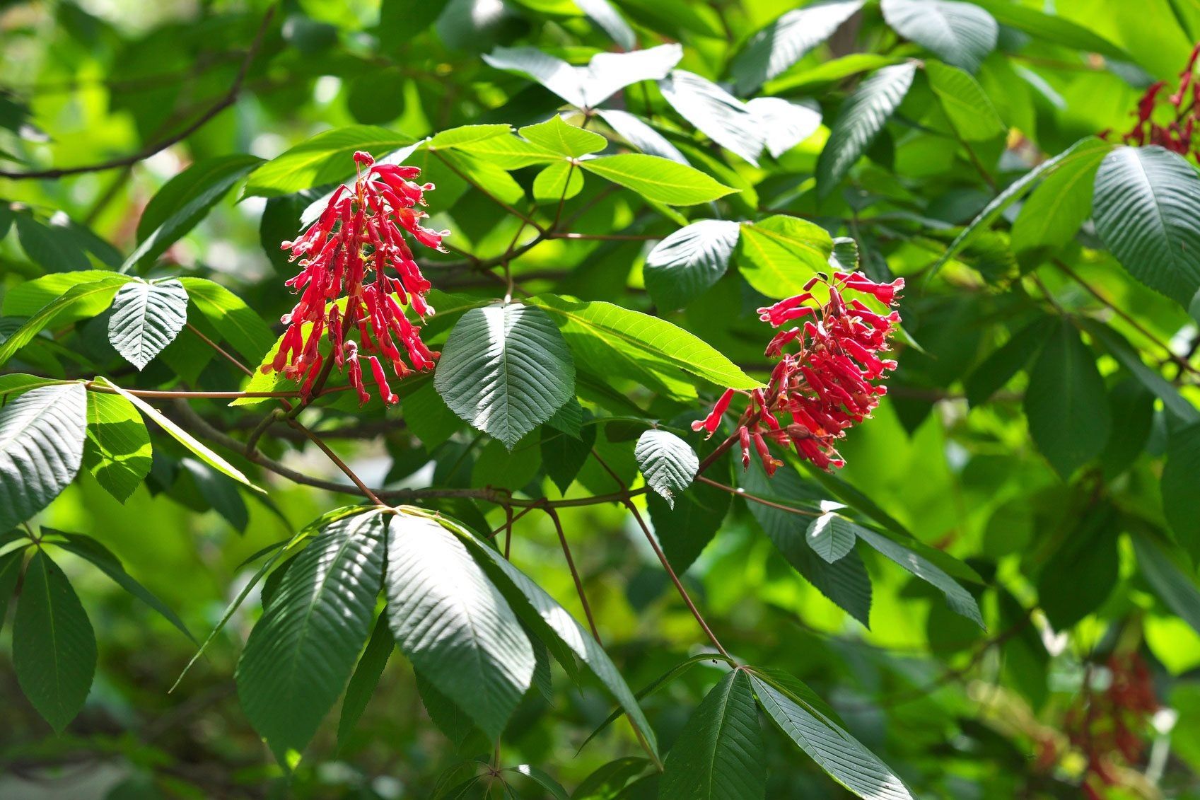 What Is A Red Buckeye Tree - Guide To Red Buckeye Tree Care | Gardening