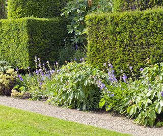 Garden path by a trimmed yew hedge, shrubs and flowers in bloom in a summer garden