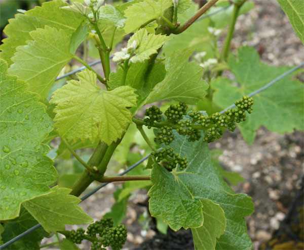 Jefford infloresences Yquem
