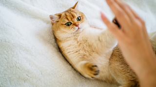Ginger cat high fiving a person while lying down on its back