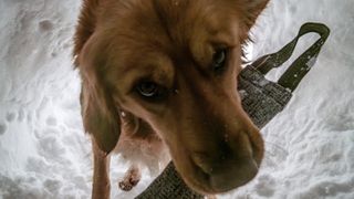 A ski patrol dog in a snow hole