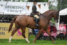 Loraine Homer and Major Moylaw, Hunter champion of the Dodson&Horrell Hunter Show at Equi trek Bramham International Horse Trial 2012